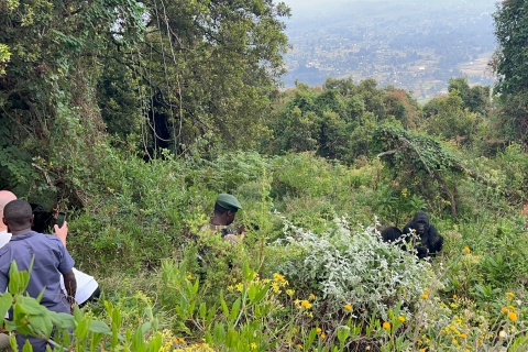 4-Tage Ruanda Uganda Gorilla Trekking Tour Erlebnis