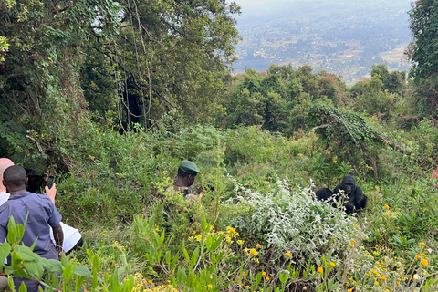 Experiencia de senderismo de 4 días por los gorilas de Ruanda y Uganda