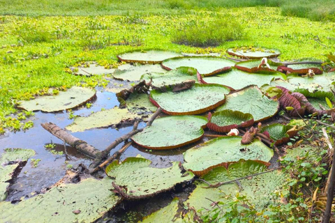 De Iquitos || Excursão de 4 dias pelo norte da Amazônia ||