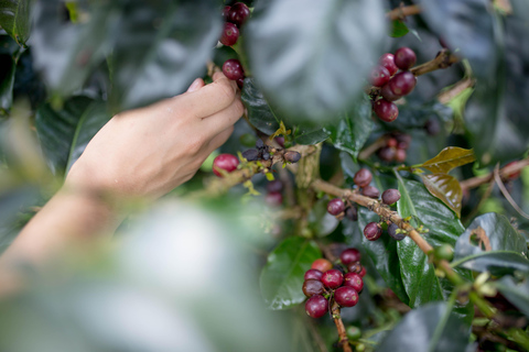 Medellín: Comuna 8 Transformation & Urban Coffee Farm Tour