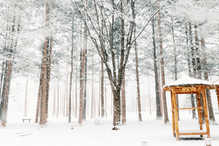 Seoul: SnowyLand in Vivaldi Park with Nami or Alpaca Group Tour with Alpaca World from Hongik University Station