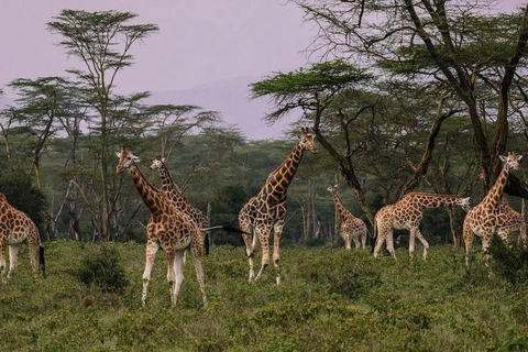 Lake Nakuru & Naivasha National Park Wildlife Highlights