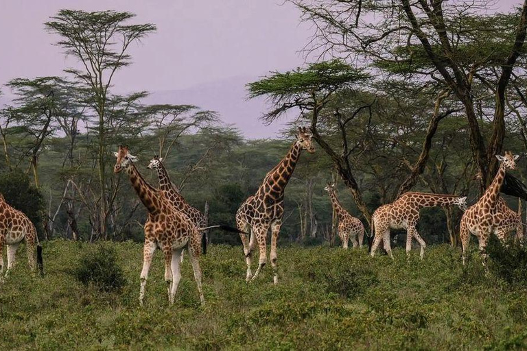 Lake Nakuru & Naivasha National Park Wildlife Highlights