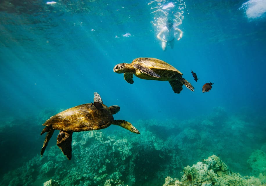 South Maui Molokini Crater and Turtle Town Snorkeling Trip GetYourGuide