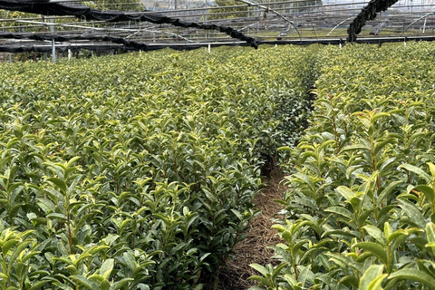 From Nagoya: Matcha, Confections, and Nishio Traditions Tour