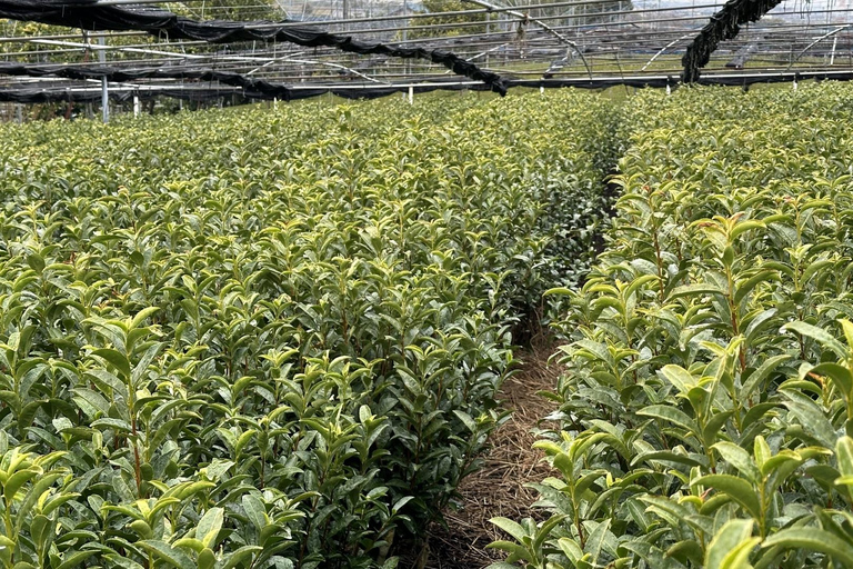 From Nagoya: Matcha, Confections, and Nishio Traditions Tour