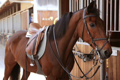 Baku: Horse Riding Club