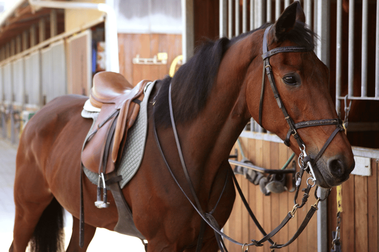 Bakou : Club d&#039;équitation