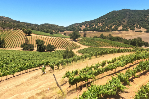 Curacaví Valley: Private Wine Tour of Viña Lopez Pangue and El Cuadro Curacaví Valley: Private Wine Route Tour - Viña Lopez Pangue and El Cuadro