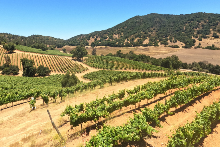 Curacaví Valley: Private Wine Tour of Viña Lopez Pangue and El Cuadro Curacaví Valley: Private Wine Route Tour - Viña Lopez Pangue and El Cuadro