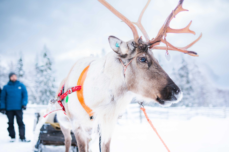 Rovaniemi: Local Reindeer Farm Visit with Sleigh Ride
