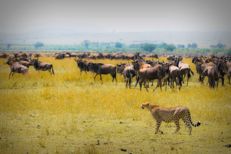 7 jours de safari en Tanzanie