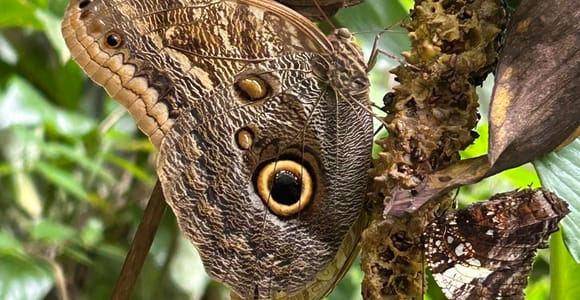 Manuel Antonio: Private tour at Hacienda Barú Wildlife