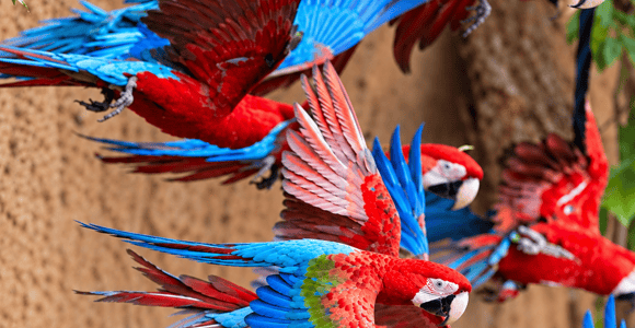 Amazonas Manu Cultural Zone 4 Days / 3 Nights