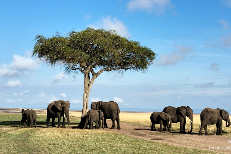 Maasai Mara : 3 jours d'expédition privée de safari sauvage