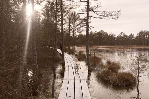 From Tallinn: Lahemaa National Park Sunrise Bog Hike