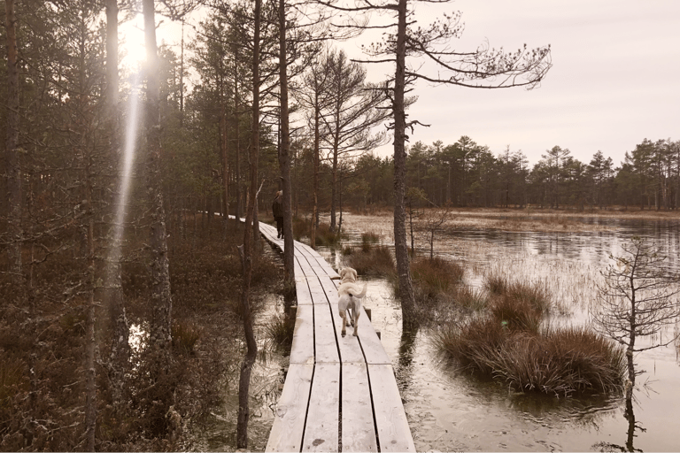 From Tallinn: Lahemaa National Park Sunrise Bog Hike