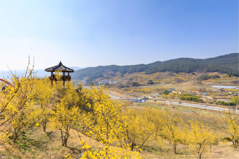 Séoul/Busan : visite d&#039;une journée au festival des pruniers en fleurs de GwangyangDépart de Busan depuis la station de métro de Busan