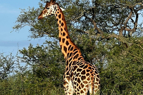 Murchison Falls 2-Day Safari with Boat Cruise