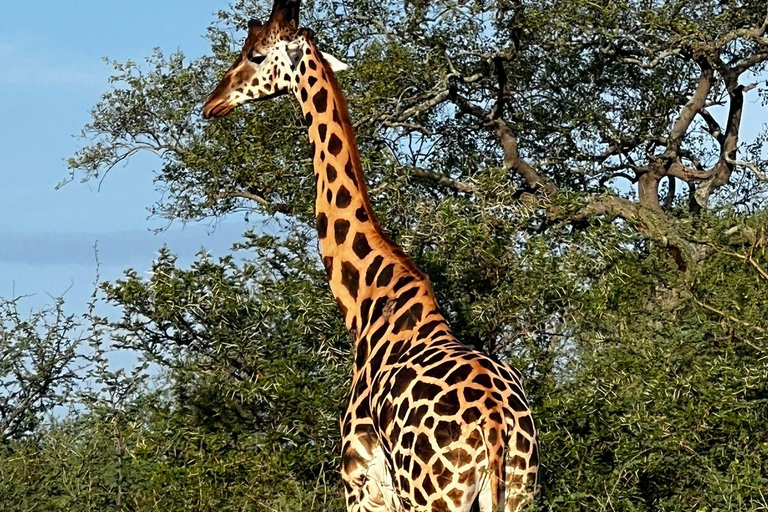 Murchison Falls 2-Day Safari with Boat Cruise