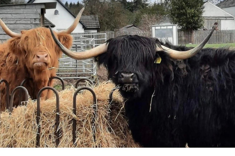 Invergordon: Loch Ness, Culloden, & Urquhart Castle Tour