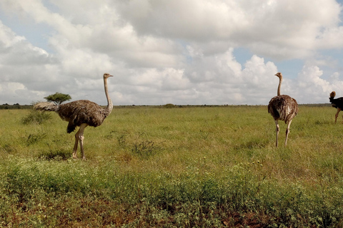 6hrs of Birdwatching in Nairobi National park