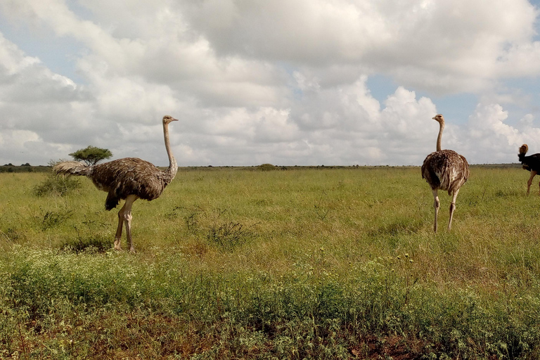 6 uur vogels kijken in nationaal park Nairobi