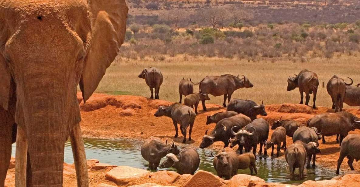 Tage Amboseli Luxus Lodge Safari Auf X Land Cruiser Jeep Getyourguide