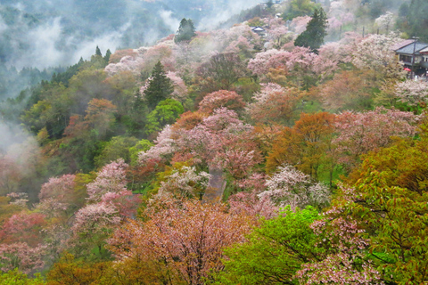 Cherry Blossom Buddha and Mt.Yoshino Tour From Osaka