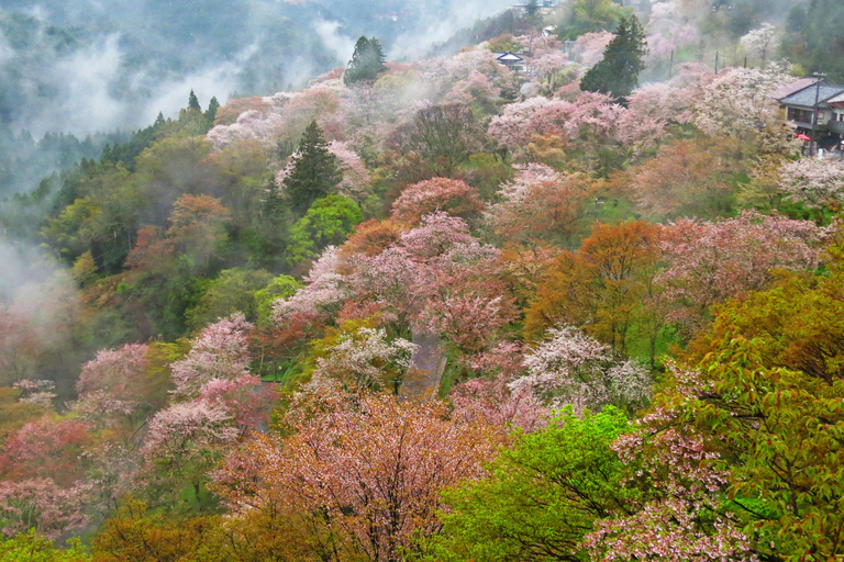 Cherry Blossom Buddha and Mt.Yoshino Tour From Osaka