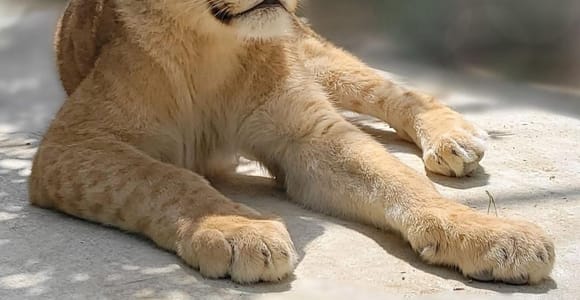 Side/Manavgat: Green Canyon, Manavgat Falls, and Animal Park