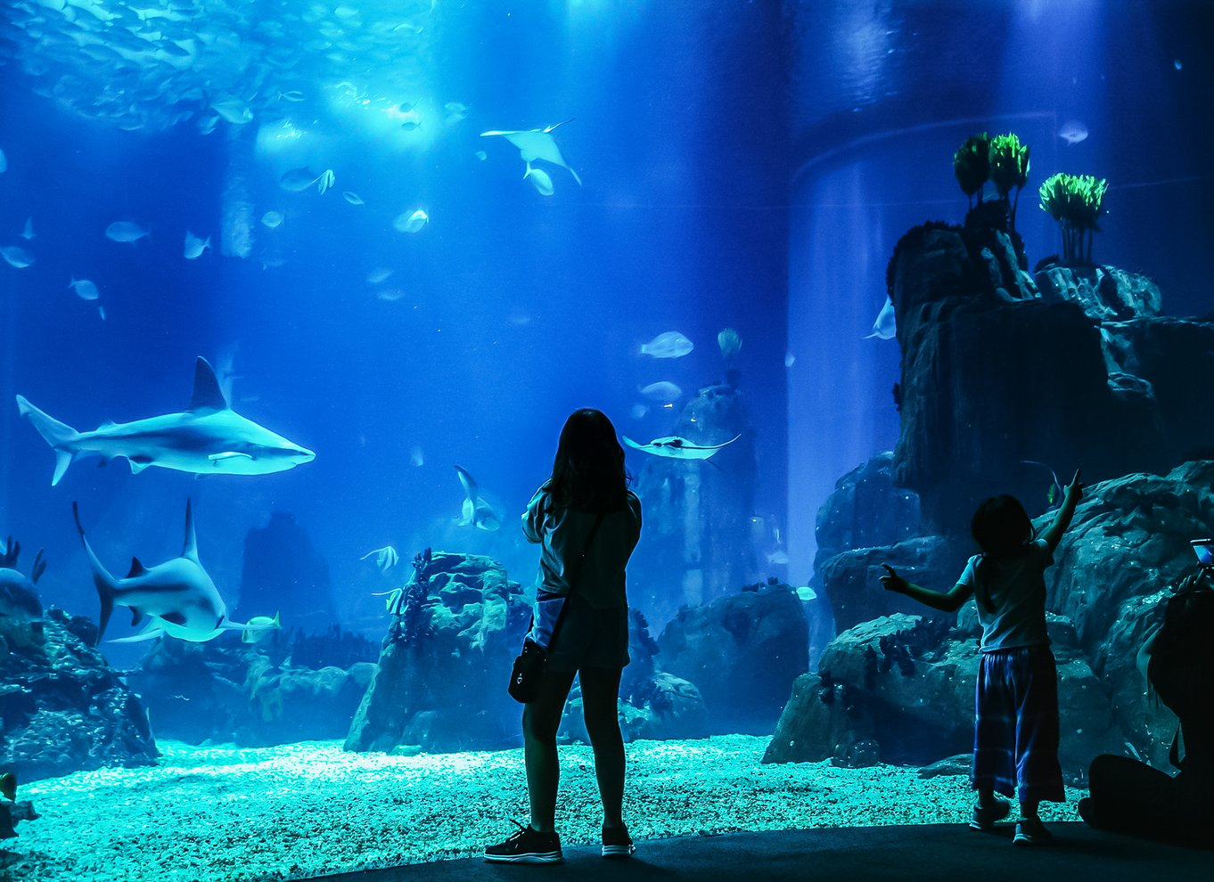 Lissabon: Oceanarium i Lissabon Indgangsbillet