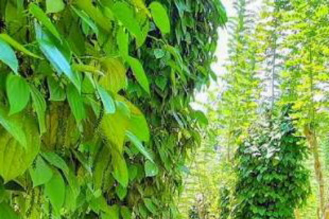 Kandy: Pinnawala, Ambuluwawa, and Village Tour