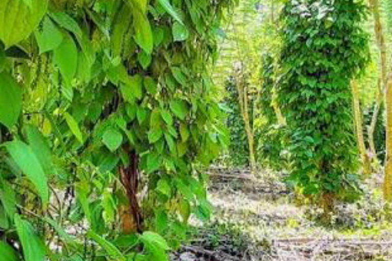 Kandy: Pinnawala, Ambuluwawa, and Village Tour