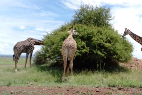 Nairobi National Park Tour:Free airport pick up and drop off