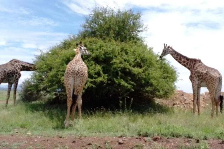 Nairobi National Park Tour:Free airport pick up and drop off