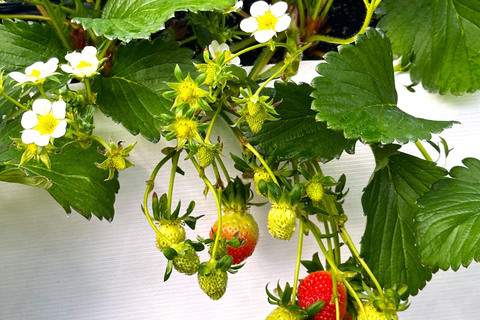 Jeju: Kersenbloesem en aardbeien plukken tour in kleine groep