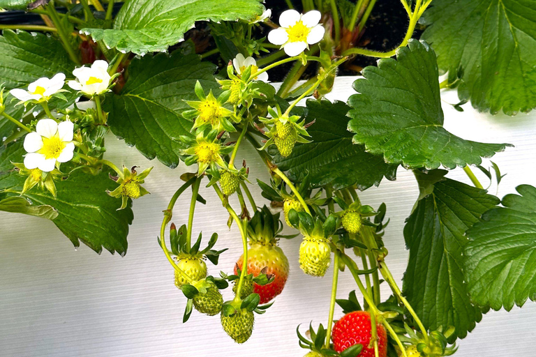 Jeju: Kersenbloesem en aardbeien plukken tour in kleine groep