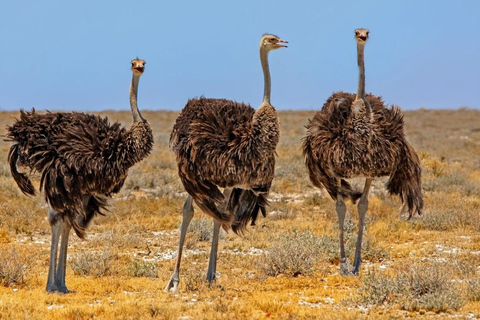 Souss Massa National Park Tour with Museum Visit & Lunch