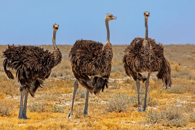 Souss Massa National Park Tour with Museum Visit & Lunch