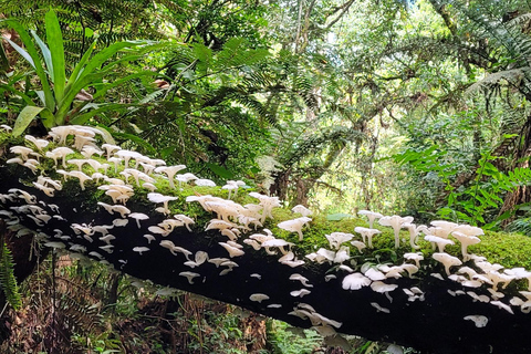 CAMINHO DO OURO - Geführte Tour durch den Atlantischen Wald, Wasserfälle und Geschichten.