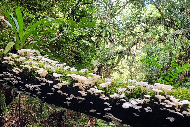 CAMINHO DO OURO - Guided tour Atlantic Forest, Waterfalls, Stories.