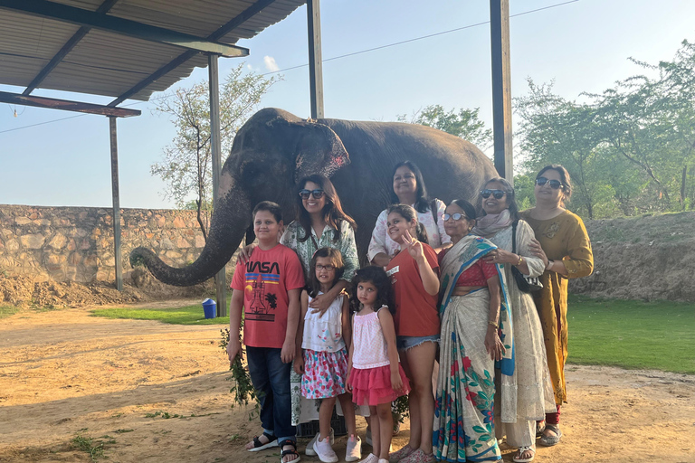 Elefun, il miglior santuario degli elefanti a Jaipur