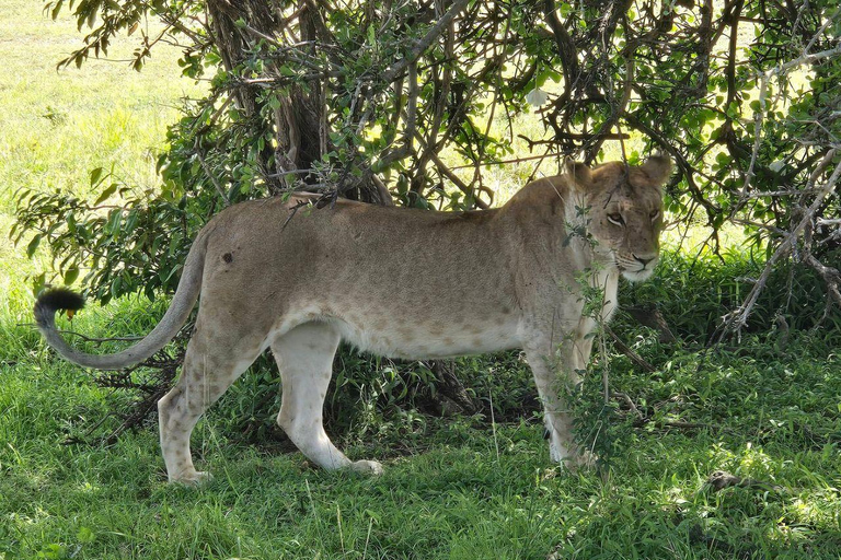 Nairobi: 4 Days epic trip to Amboseli, Tsavo West & East