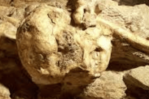 Journey to the Cradle of Humankind