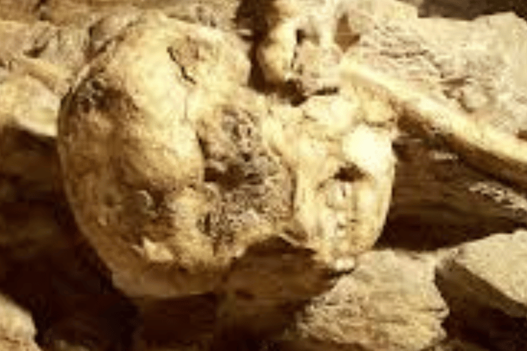 Journey to the Cradle of Humankind