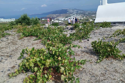 Santorini: Vineyard Tour with Wine Tasting and Local Bites Private Wine Tour