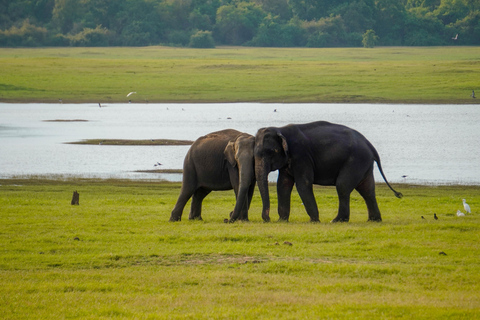 Minneriya National Park Morning Safari – Birds & Elephants