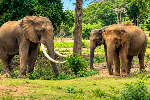Ridiyagama: Safari Adventure with Lions, Tigers & Elephants
