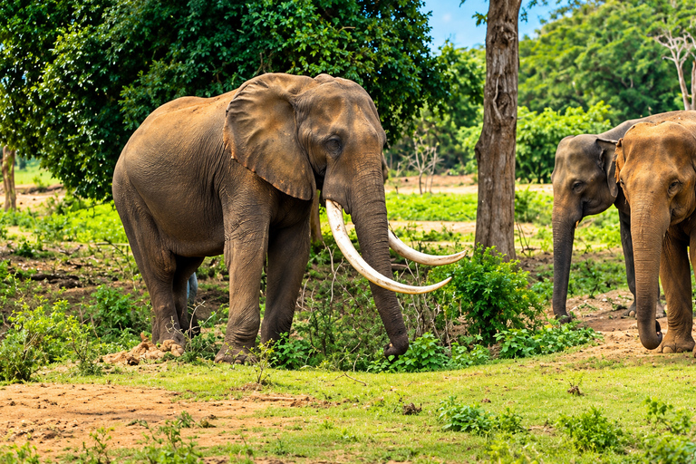Ridiyagama: Safari Adventure with Lions, Tigers & Elephants